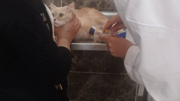 الكشف علي الحيوانات الأليفة 
