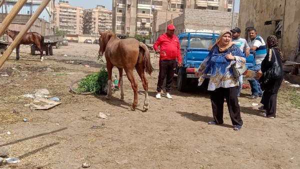 حملة موسعة لمكافحة الدواب الهائمة في المناطق الحيوية بمناخ بورسعيد