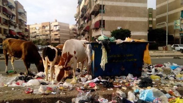 للحد من انتشارها في الشوارع . غرامة مالية و مصادرة للمواشي المنتشرة في أحياء بورسعيد 