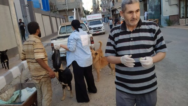 الكلاب الضالة