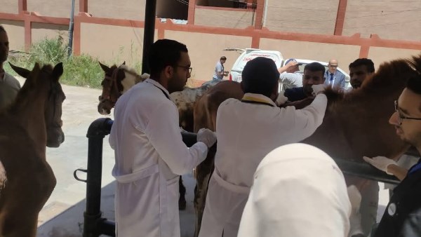 قافله بيطريه 