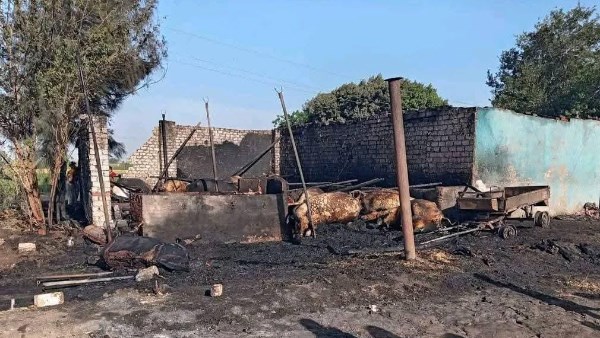 نفوق 12 رأس ماشية فى حريق حظيرة مواشي بطوخ