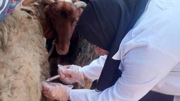 بيطري الشرقية 
