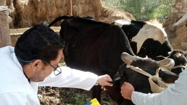 بيطري الشرقية 
