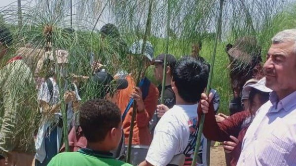 البردي
