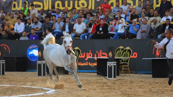 جانب من الفعاليات 