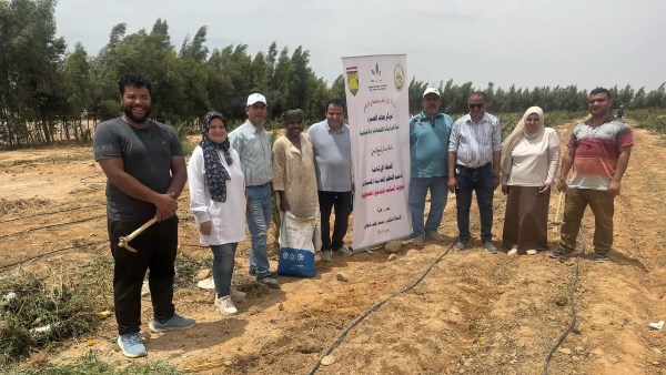 لسد الفجوة الغذائية.. حقول إرشادية لزراعة عباد الشمس الزيتى بجنوب سيناء