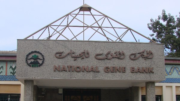 البنك القومى للجينات