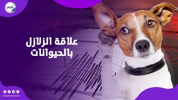 لو شفت الحيوان بيعمل كده اهرب فورًا.. تصرفاتهم ممكن تنقذك من الزلزال