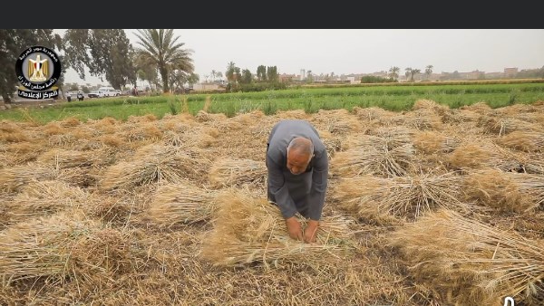  تأمين المخزون الاستراتيجي للقمح