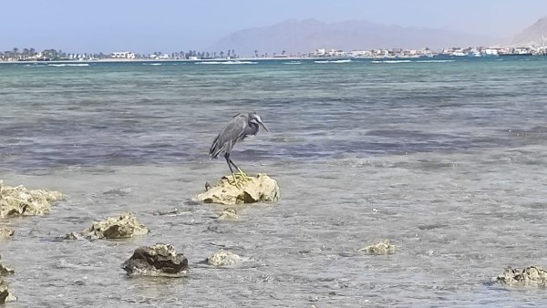 طائر البلشون الاسمر وسط  الشعاب المتحجرة