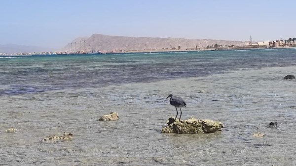 انحسار مياه البحر بطور سيناء 