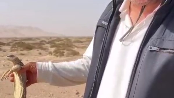 الضب السيناوي 