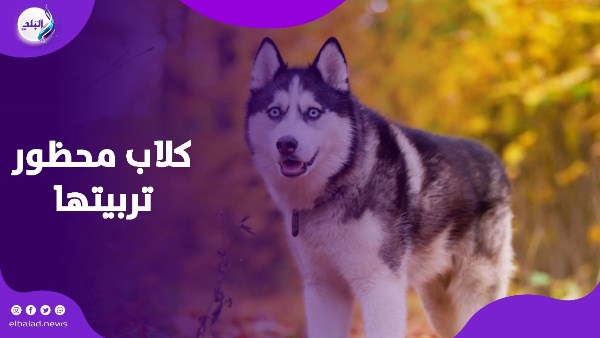 حظر تربية الكلاب