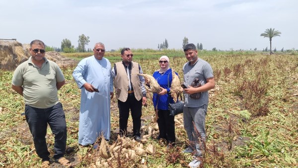توريد البنجر