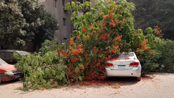 بدون إصابات .. سقوط شجرة ضخمة على سيارة في حدائق حلوان