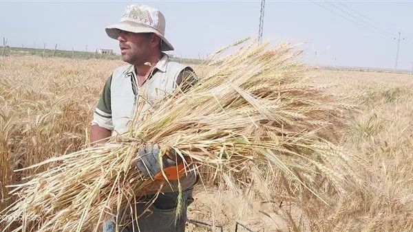 حصاد القمح