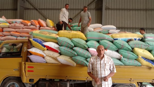محصول القمح بالبحيرة