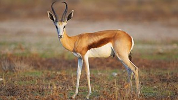 صورة أرشيفية لظبي
