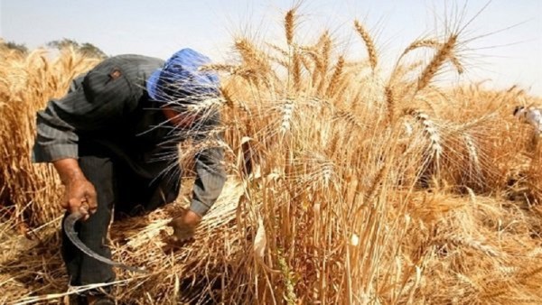 زراعة دمياط: توريد 16 ألفا و420 طنا ضمن حصاد موسم قمح 2025