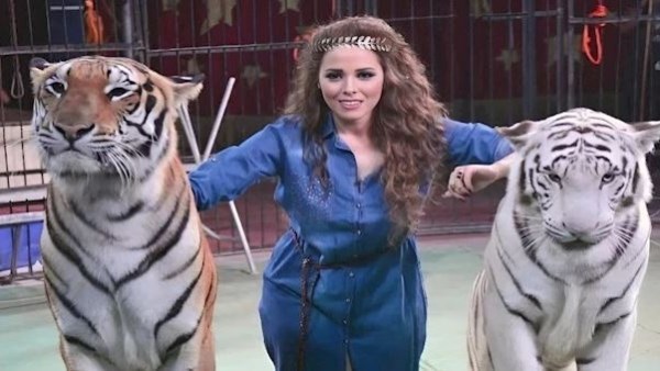 بعد إحالتها للمحاكمة.. القصة الكاملة لاتهام أنوسة كوتة في هجوم نمر على عامل السيرك