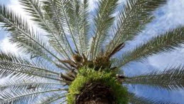 التحريات في مصرع سائق بـ حدائق القبة: لا شبهة جنائية