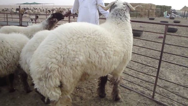 لية الخروف