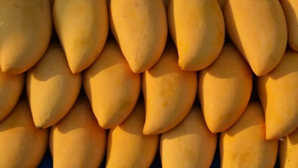 فوائد المانجو للبشرة وللشعر 