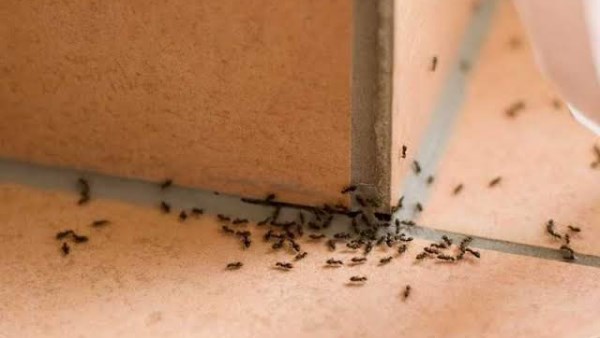 وصفة طبيعية وآمنة للتخلص من النمل