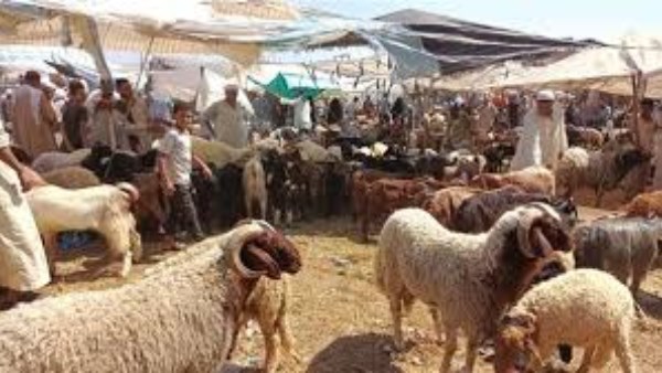 التنمية المحلية: ضوابط صارمة لذبح الأضاحي استعدادا لاستقبال عيد الأضحى