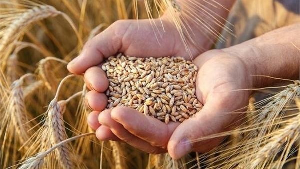  التموين  تتسلم 3.9 مليون طن قمح