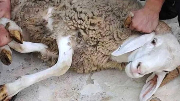 ذبح الأضاحي