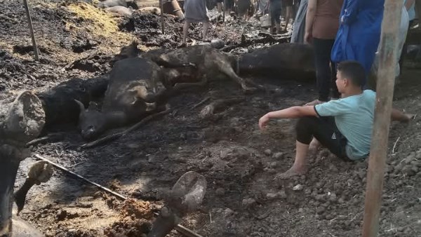 حريق المنوفية 