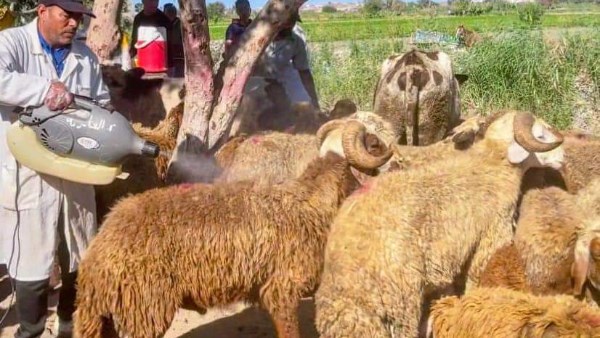 جاهزية 39 مجزراً  لذبح الأضاحي بالمجان طوال أيام العيد بالمنيا