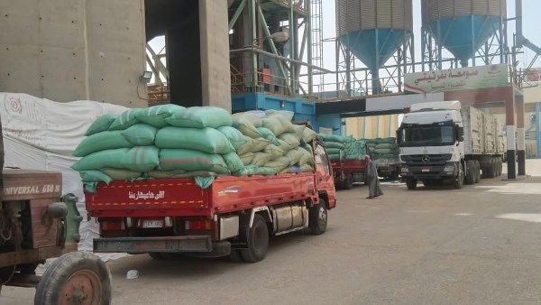 توريد القمح بالمنيا 