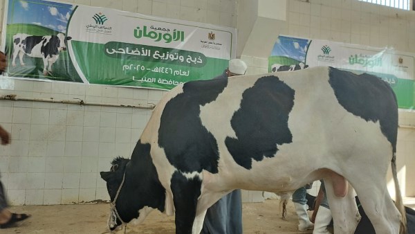 ذبح الأضاحى بالمنيا 