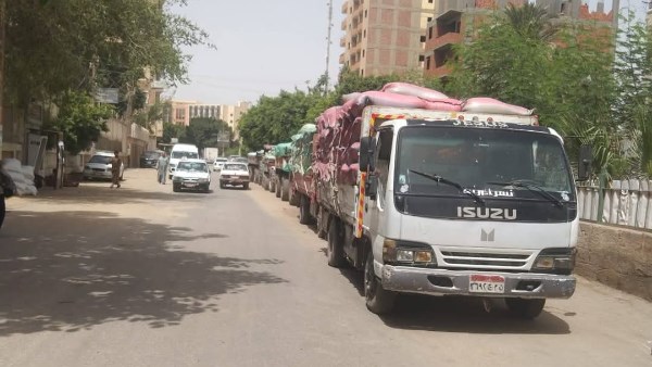 توريد القمح بالمنيا 