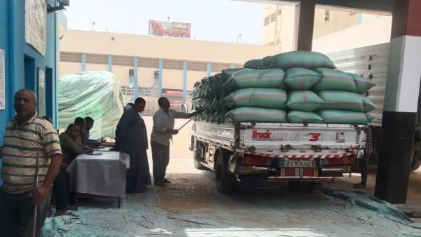 توريد القمح بالمنيا 