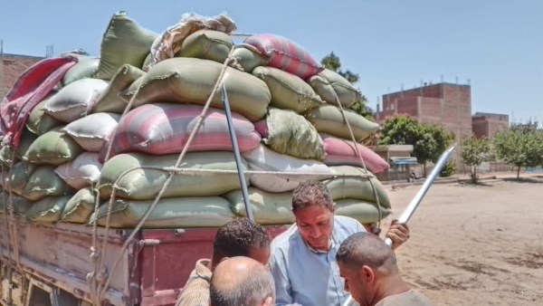 استمرار أعمال توريد القمح بتوريد 511 ألف طن منذ بدء الموسم بالمنيا
