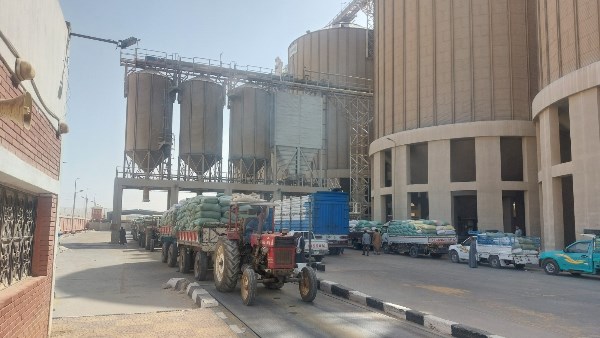توريد محصول القمح المحلي بأسيوط 