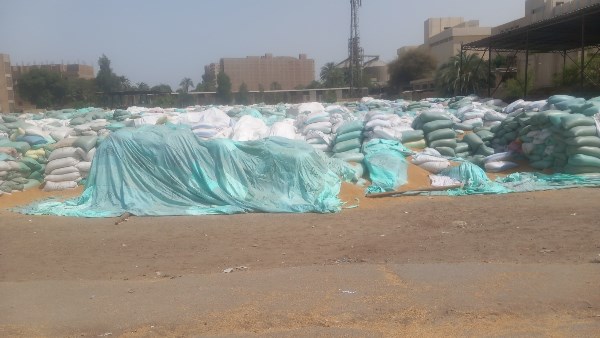 إستمرار أعمال توريد محصول القمح بأسيوط 