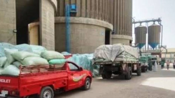 محافظ أسوان: توريد551 ألف و175 طن قمح بنسبة 112.7% بالصوامع والشون