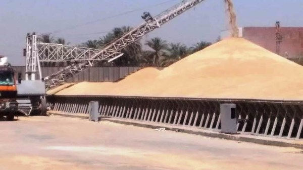 محافظ أسوان: تخطى المستهدف لتوريد كميات القمح لموسم الحصاد الحالى 113%