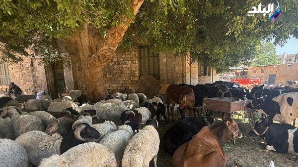 أضاحى العيد