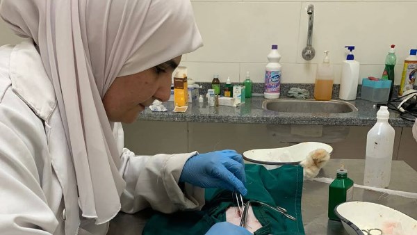 الاطباء البيطريين 