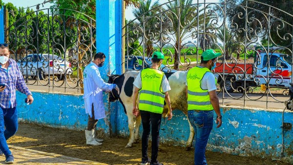 أورمان الشرقية تستهدف توزيع اللحوم على 41 قرية خلال عيد الأضحى