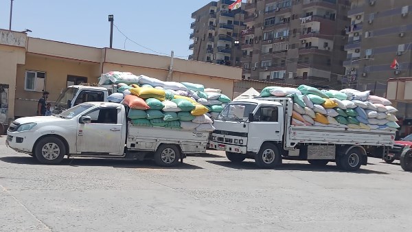 توريد 223 ألفًا و157 طن قمح لصوامع وشون كفر الشيخ