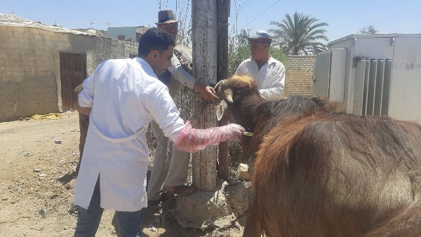 الخدمات البيطرية