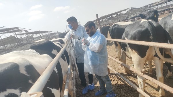 قوافل بيطرية