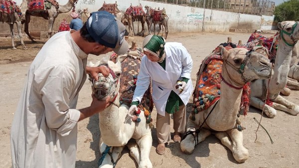 الهيئة العامة للخدمات البيطرية